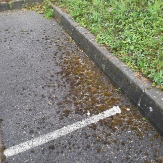 L’entreprise Prestige Nettoyage 06